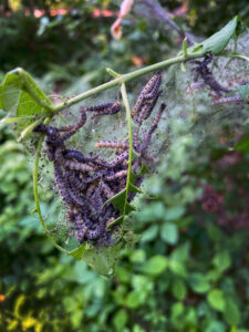 A closeup photo showing Euonymus caterpillars feeding on a spindle tree in Dane County.
