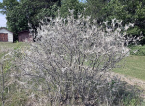 A wide view of a shrub covered by Euonymus caterpillars' web branches as they feed on the leaves of Euonymus species.