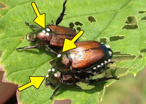 A closeup photo showing Winsome fly eggs on three Japanese beetles, including a mating pair with a female Japanese beetle below the male.