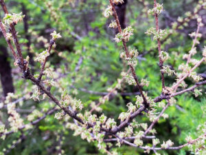 A photo showing severe defoliation of a tamarack tree by larch casebearer, with most needles mined out by the larvae.
