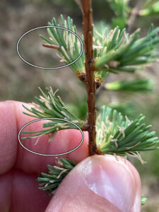 A closeup photo showing larch casebearer larvae resembling small, tan sticks or cigars attached to needles. Pale spots on needles are where casebearers have eaten the insides of the needle.