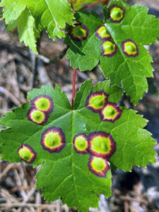 A photo showing that maple eyespot galls have created colorful, concentric patterns on red maple leaves.