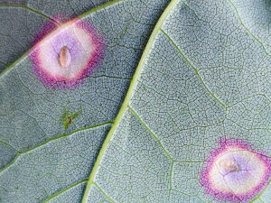 A closeup photo showing tiny, clear larvae at the centers of the colored circles from maple eyespot galls. The spots show up much brighter on the top of the leaf.