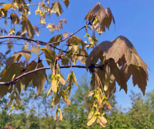 A photo of a maple tree branch showing the production of large seed crops, creating off-color leaves that are smaller than normal into early summer.