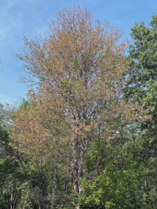 A wide-angle view showing a maple tree loaded with seed and fewer leaves than normal.