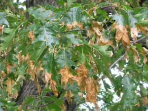 A photo of oak leaves infected with anthracnose.
