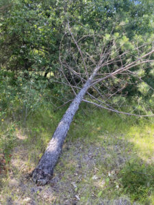Photo showing damage at the base of a young red pine tree by pine root collar weevil can weaken it, causing stem breakage to occur.