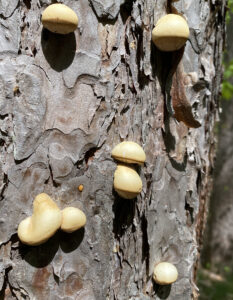 Closeup photo of veiled polypore fungi showing as yellow, leathery fruiting bodies on the bark of dead red pine trees.