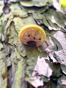 Closeup photo showing a hole on the underside of the veiled polypore fungus opening into a cavity where spores are released.