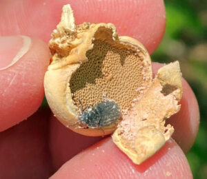 Closeup photo shows an opening at the bottom of the veiled polypore’s fruiting body, exposing the porous, spore-producing surface and a beetle that was in the cavity to feed on the fungus.