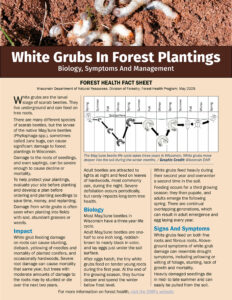 The front page of the Wisconsin Department of Natural Resources' 2025 fact sheet on White Grubs and Forest Plantings.