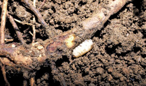 Closeup photo showing a white grub in topsoil, feeding on a root.