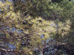 Closeup photo showing bright yellow needles on white pine, which appeared during the first two weeks of June 2025, likely caused by needle disease.