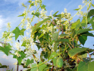 A photo showing star-shaped leaves, pale flowers and cucumber fruit, all characteristics of wild cucumber.