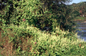 A view of a patch of the invasive plant wild cucumber growing in one of its preferred locations, along a river shoreline.