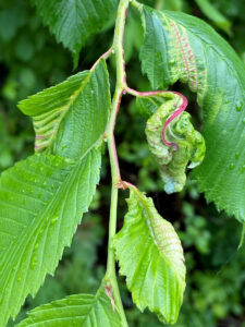Closeup photo of a group of elm leaves that show varying levels of wrinkling and curling, due to feeding by wooly elm aphids on the underside of the leaves.