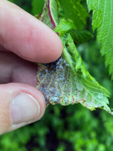Closeup photo showing how uncurling an infested elm leaf reveals tiny, bluish-gray oblong shapes — woolly elm aphids — mixed in with round drops of honeydew.