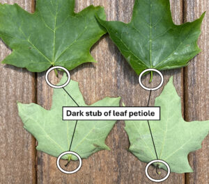 A closeup display photo showing prematurely fallen sugar maple leaves that have a normal appearance, except for characteristic darkened petiole stubs caused from feeding damage of the maple petiole borer.