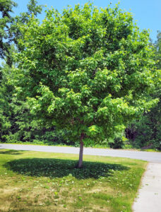 A wide view of a maple tree showing leaves littering the ground due to feeding damage by the maple petiole borer, causing premature leaf drop.