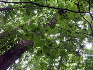 Photo showing symptomatic striping from beech leaf disease, seen from under the canopy.