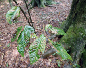 A closeup photo showing severe beech leaf disease symptoms include thickening, puckering and chlorosis.
