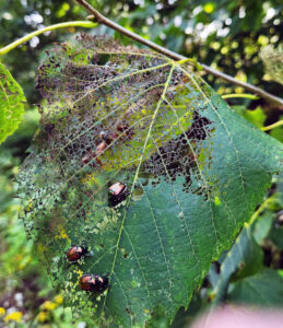 Closeup photo of Japanese beetles defoliating a basswood leaf