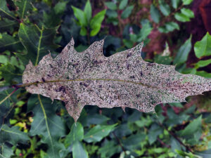 Closeup photo showing an oak leaf that has been completely defoliated by Japanese beetles, leaving its lacy network of veins