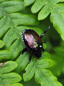 A photo showing Winsome fly eggs, identified as white ovals near the heads of beetles. There may be one or several.