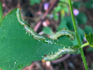 Closeup photo showing four locust sawfly larvae feeding on bristly locust leaves.