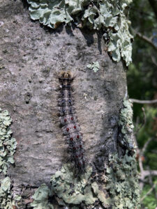 Closeup photo of a mature spongy moth caterpillar at Potawatomi State Park in Door County on July 18, 2025.