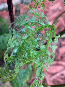 Closeup photo showing small brown adult viburnum leaf beetles causing typical defoliation on a leaf.