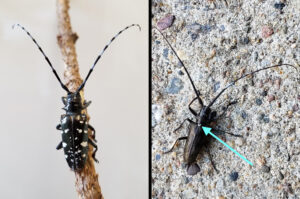 An adult Asian longhorned beetle, left, and an adult whitespotted sawyer beetle, right. The arrow shows the white spot at the top of the whitespotted sawyer beetle’s wing covers, indicating it’s the native beetle and not Asian longhorned beetle. / Photo Credits: Left, Bugwood.org; right, Wisconsin DNR