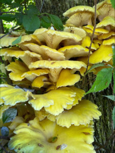 Closeup photo showing golden oyster mushrooms growing on a dead American elm tree in Green County in June 2025.