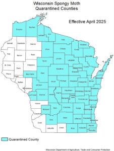 A map of Wisconsin showing counties that have been quarantined for spongy moth, as of April 2025.