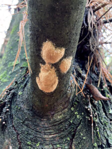 A photo showing three current-year spongy moth egg masses on a tree in Walworth County in October 2021.