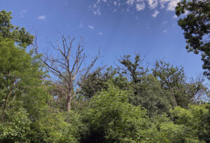 A photo taken June 20, 2025, shows dead and dying oaks near Whitewater Lake in Walworth County, following a period of defoliation and summer drought.