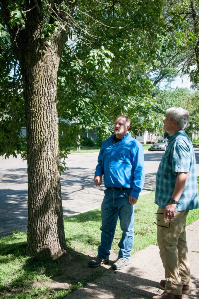 2 men assessing an ash tree