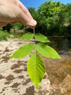 Closeup photo of an ash tree's compound leaves.