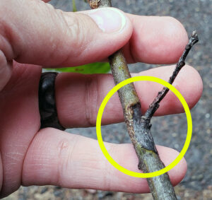 Closeup photo showing an oak branch with a sunken canker (circled) from Botryosphaeria canker.