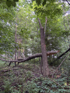 Photo showing the snapped-off trunk of a green ash tree found at Theresa Marsh in June 2023.