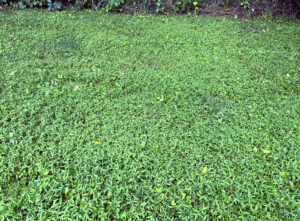 A wide-angle photo showing a mat of Japanese stiltgrass growing in Rock County, Wisconsin, in July 2025.