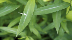 A close-up photo of Japanese stiltgrass leaves, showing their characteristic white vein markings.