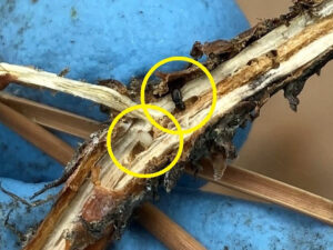 Close-up photo showing a jack pine tip beetle larva (circled, below) and adult (circled, above) on a twig.