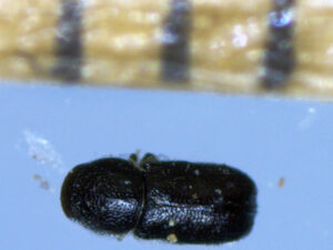 A close-up photo of a jack pine tip beetle adult, next to a ruler at the top of the photo. Each vertical line indicates 1 millimeter.