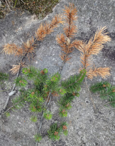 Photo showing jack pine branch tips killed by the jack pine tip beetle.