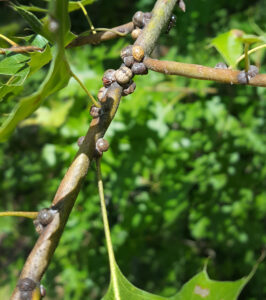Closeup photo showing large, round Kermes scales feeding on an oak branch.