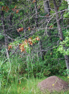 Photo showing dead branch tips on an oak tree, caused by Kermes scale feeding. An ant mound is present next to the tree as ants protect scale insects and collect sweet honeydew from the scales.