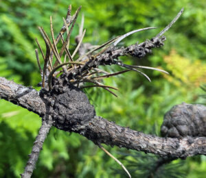 Closeup photo showing that hollow pitch blisters get darker with age and may resemble cones until closer examination.