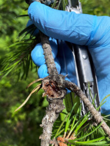 Closeup photo showing an open pitch blister caused by northern pitch twig moth on a pine twig reveals hollow space underneath. In this photo, a pupal case rests inside after its larvae completed development.