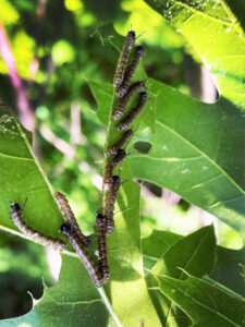 Closeup photo showing young pink striped oakworm caterpillars feed gregariously on northern red oak leaves.